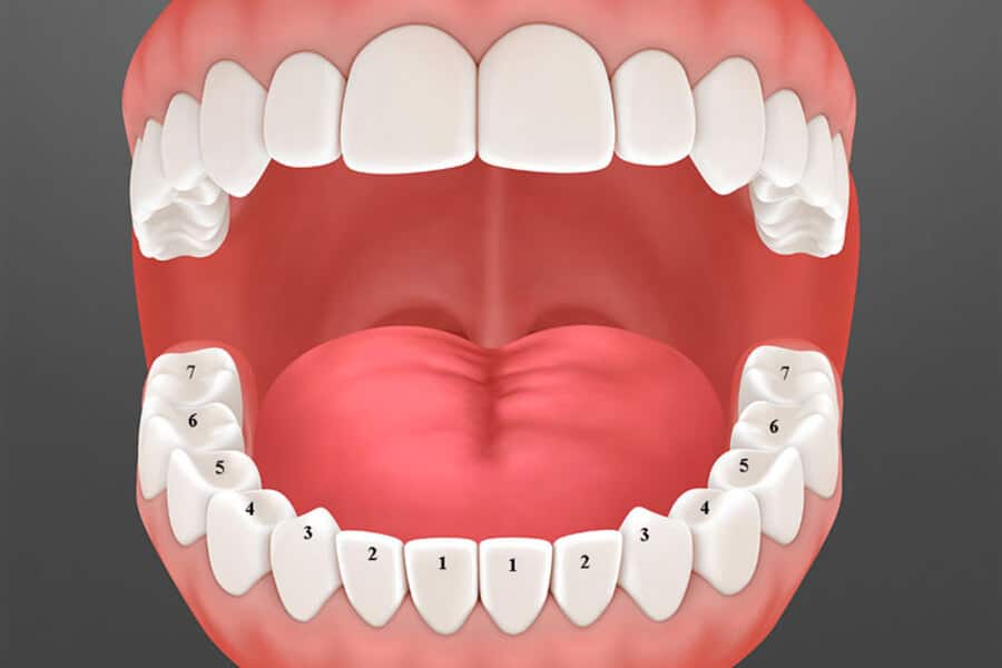 Con người có bao nhiêu cái răng? Người có 4 loại răng, răng cửa, răng nanh, răng hàm nhỏ, răng hàm lớn