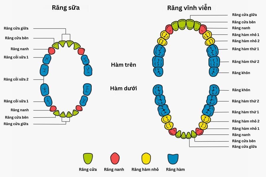 Vị trí và tên gọi của từng loại răng