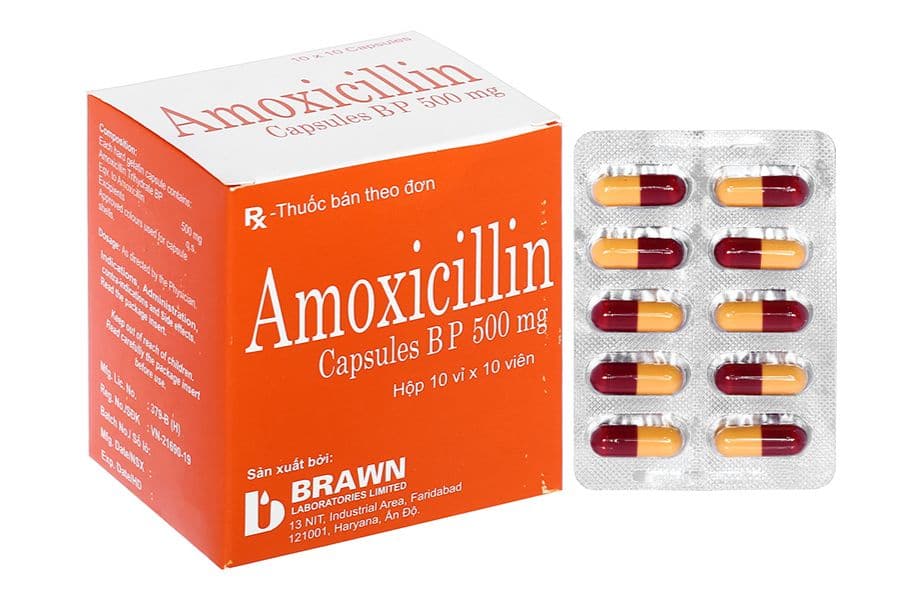 Amoxicillin có khả năng ức chế vi khuẩn hiệu quả