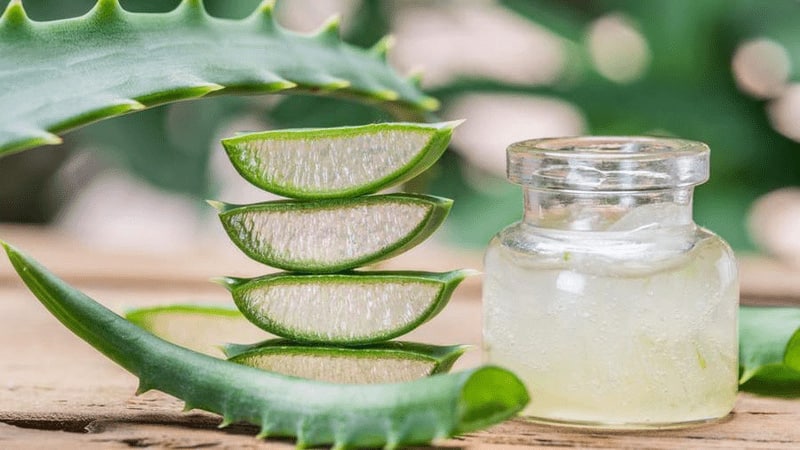 cách chữa viêm lợi bằng lô hội