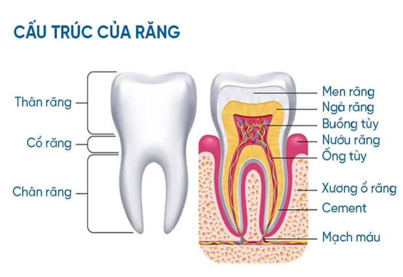 Cấu tạo và thành phần của răng