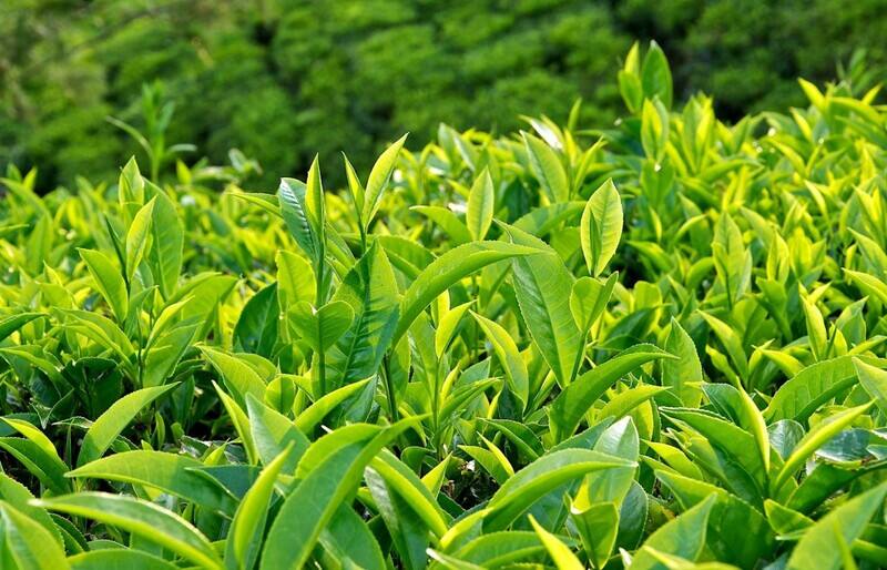 Trị hôi miệng bằng trà xanh