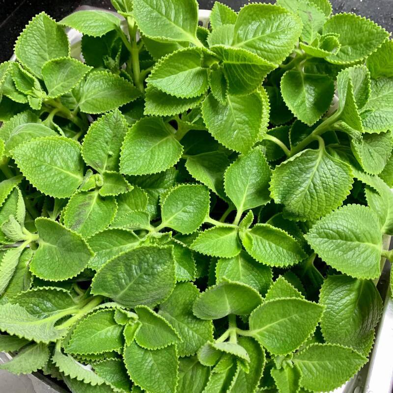Trị hôi miệng bằng chanh tươi
