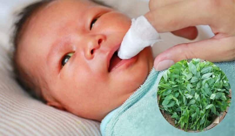 Sử dụng rau ngót trị nấm miệng ở trẻ