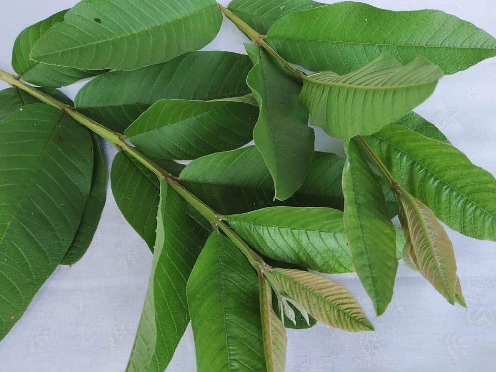 Lá ổi giúp điều trị ê buốt tại nhà hiệu quả