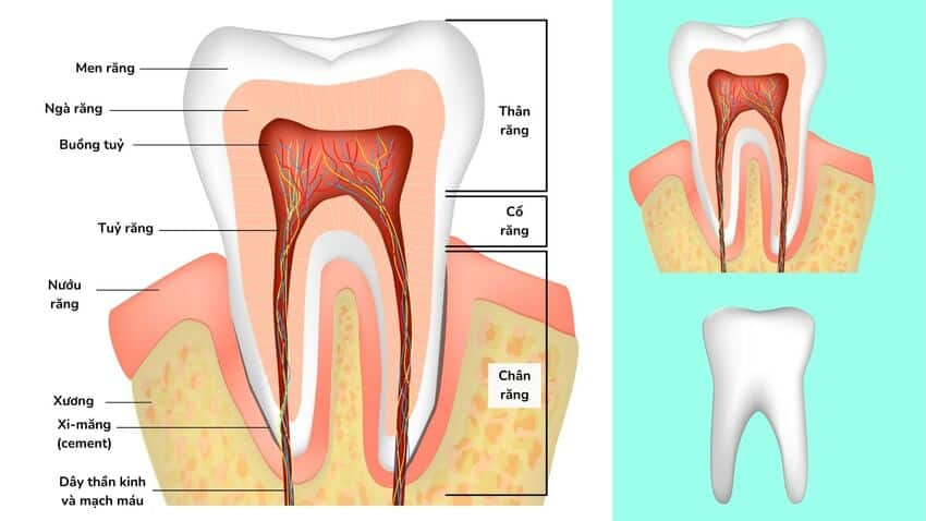 Cấu tạo của răng