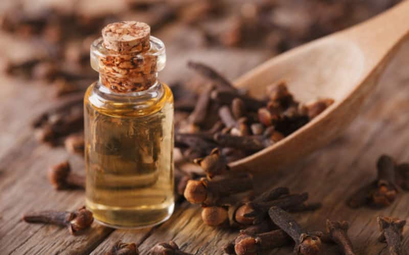Giảm đau răng với đinh hương