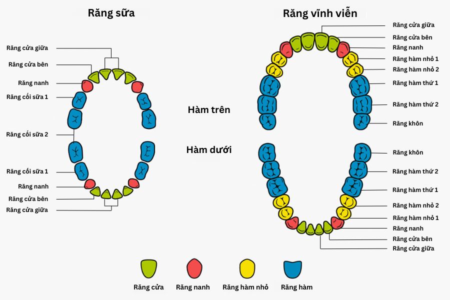 các loại hàm răng